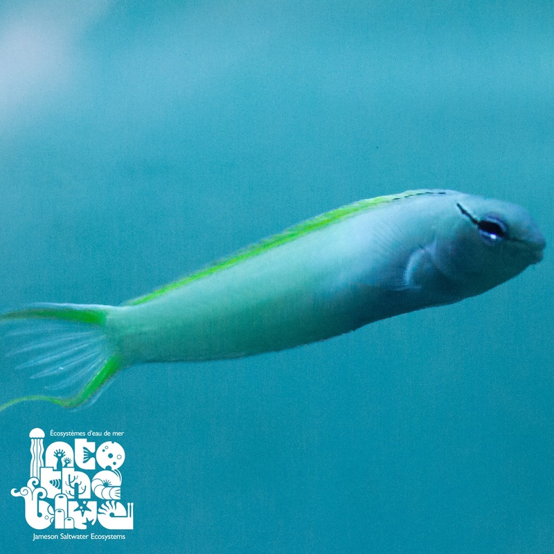 Blue Headed Canary Blenny