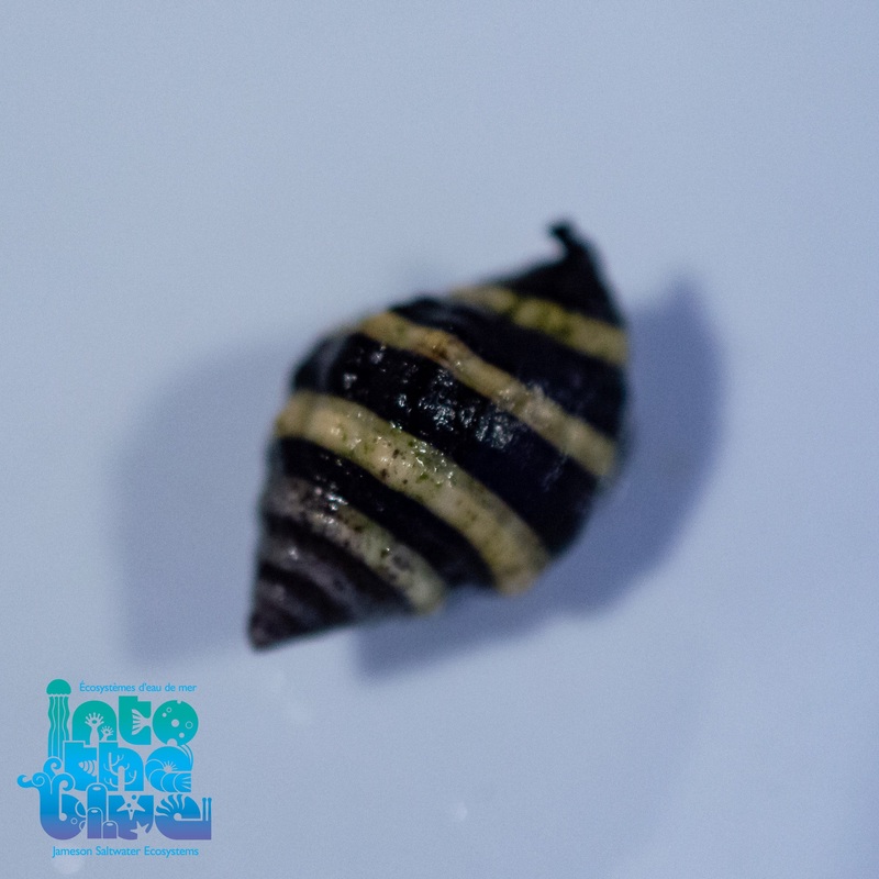 Bumble Bee Snail