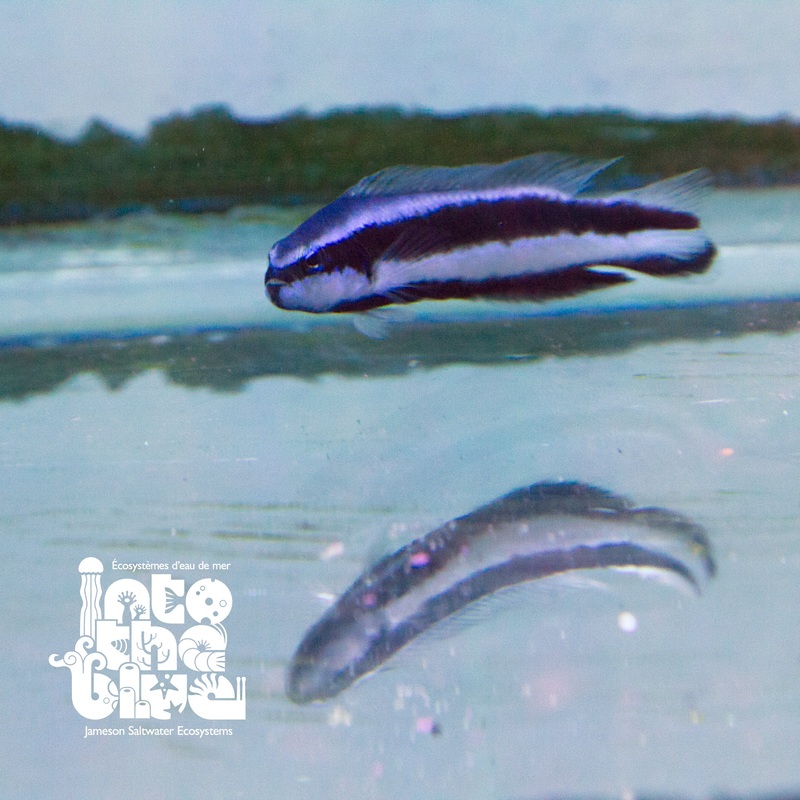 Electric Indigo Dottyback