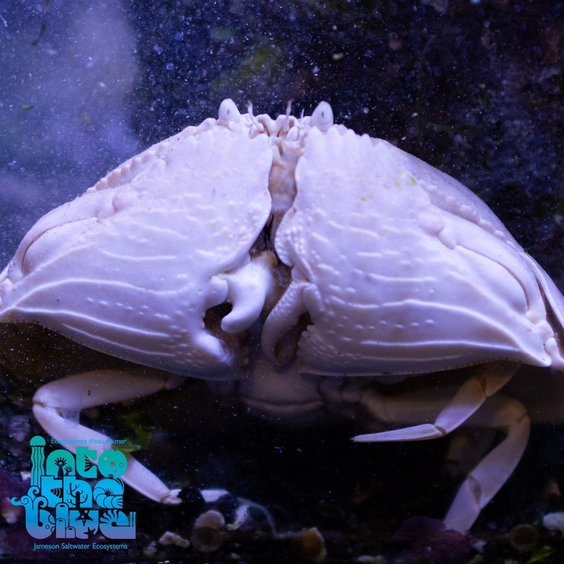 Smooth Shameface Crab