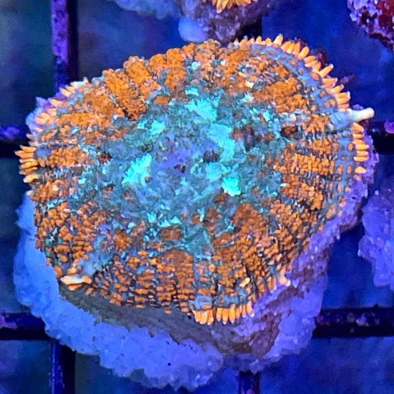 Tonga Bullseye Rhodactis - SALE