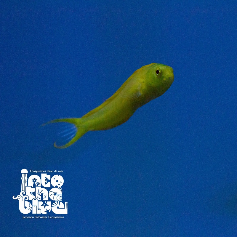 Yellow Canary Blenny
