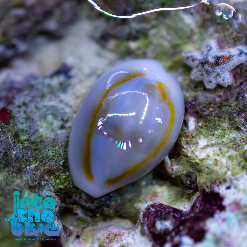 Gold Ring Cowrie Snail
