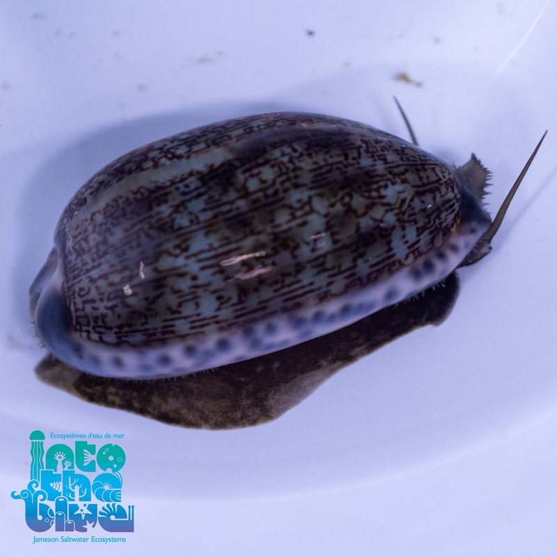 Splendid Cowrie Snail