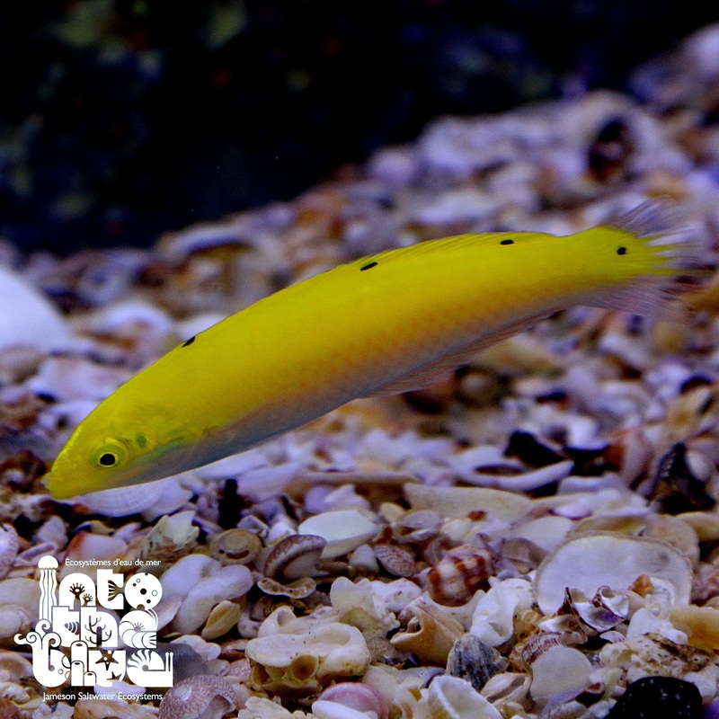 4 Spot Yellow Coris Wrasse