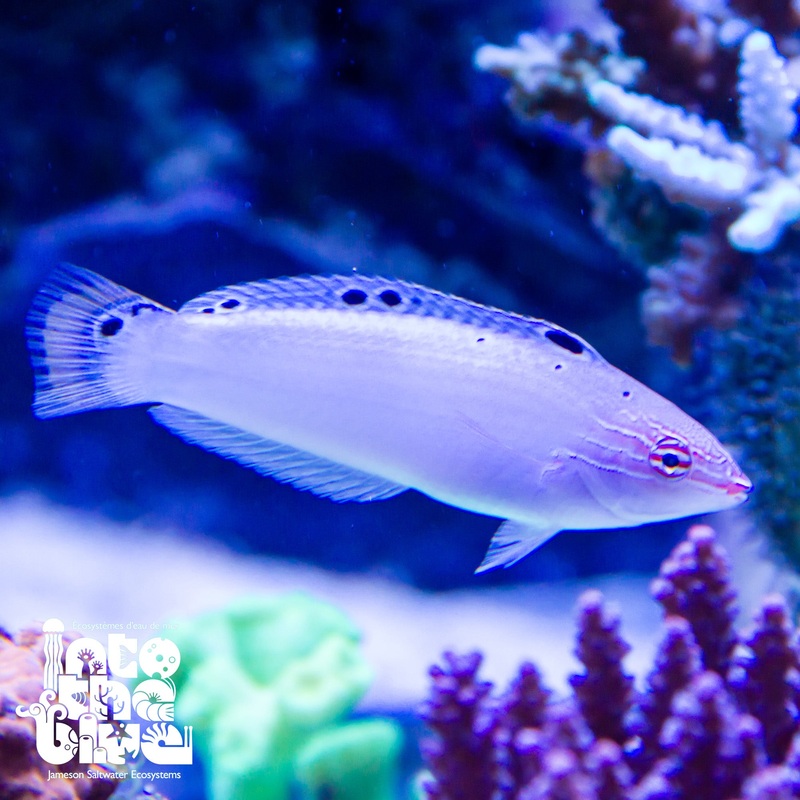Adorned Wrasse
