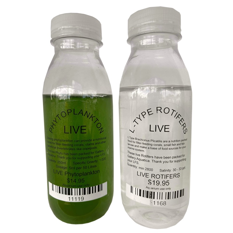 LIVE ROTIFERS + PHYTOPLANKTON PACK