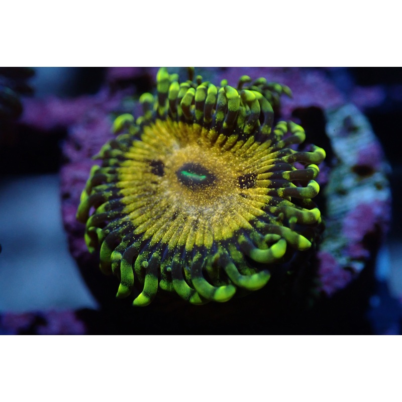 AQUACULTURED '24K GOLD MAUL' ZOA FRAG