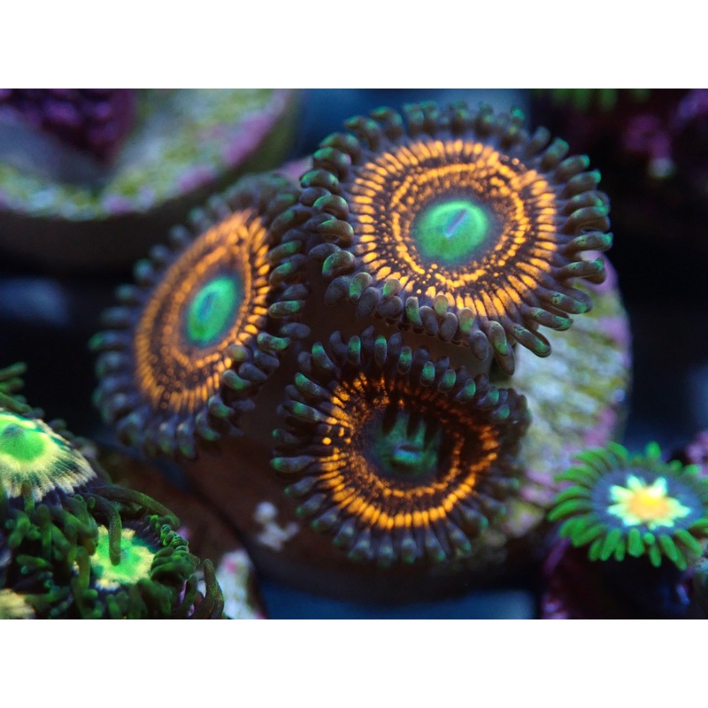 AQUACULTURED 'BATAVIA GOBSTOPPER' ZOA FRAG