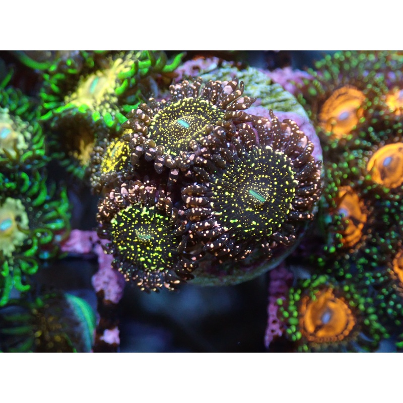 AQUACULTURED 'BLACK GALAXY' ZOA FRAG