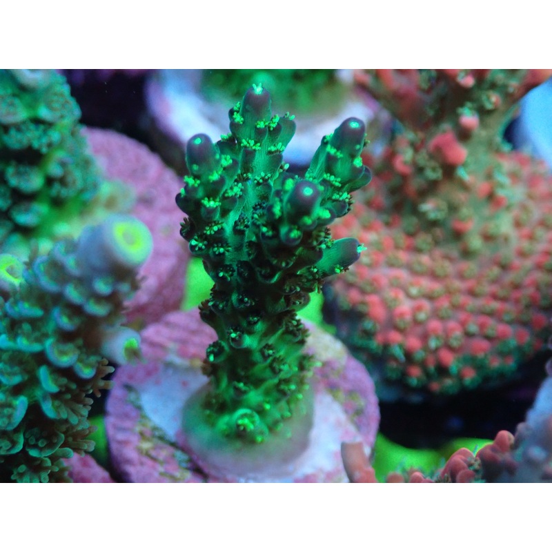AQUACULTURED 'FAIRY LIGHTS' ACROPORA NANA FRAG