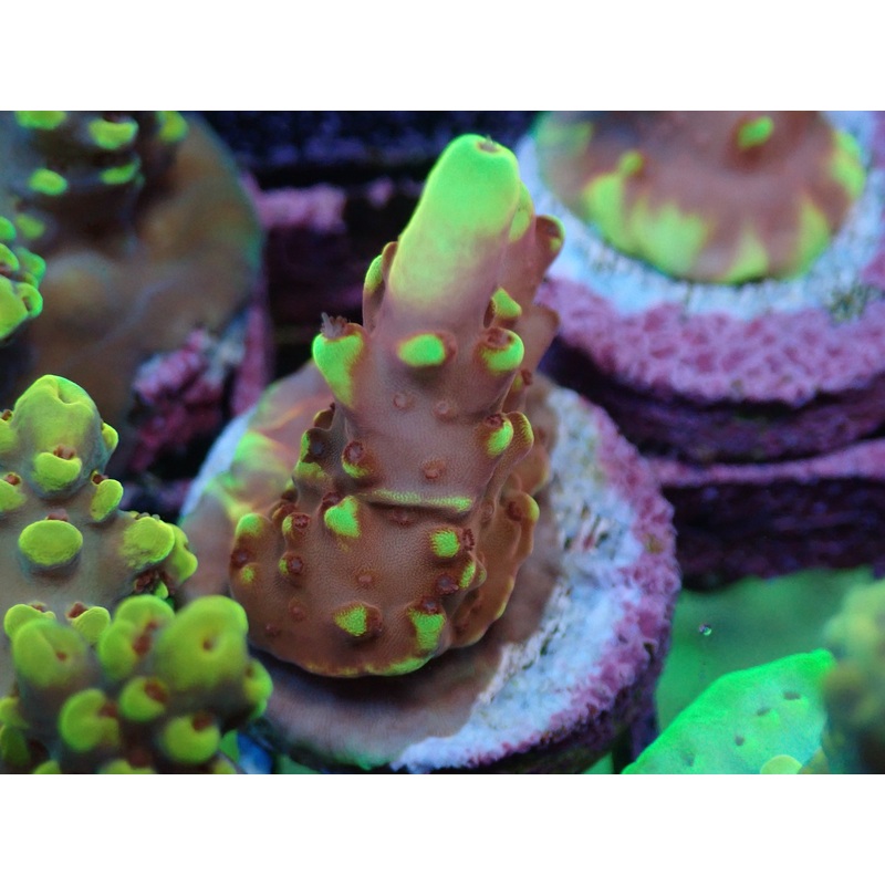 AQUACULTURED 'FOX FLAME' ACROPORA FRAG