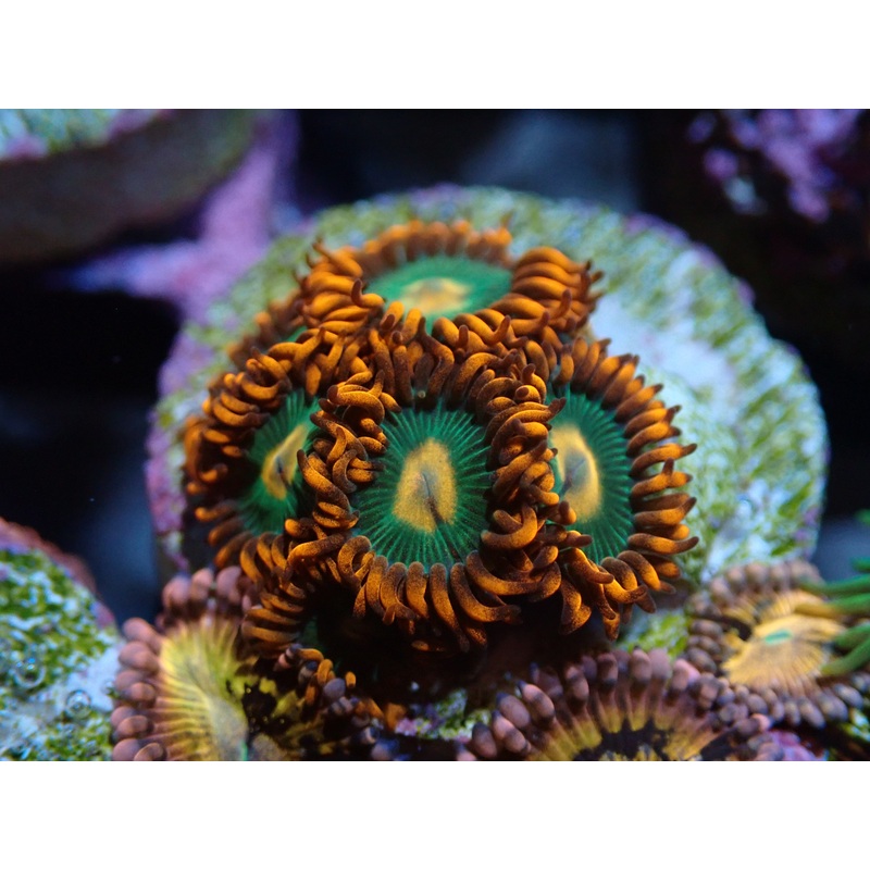 AQUACULTURED 'GATORADE' ZOANTHID FRAG