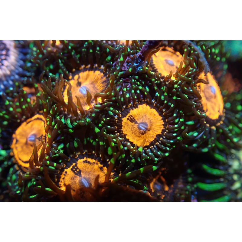 AQUACULTURED 'JELL-O SHOTS' ZOANTHID FRAG