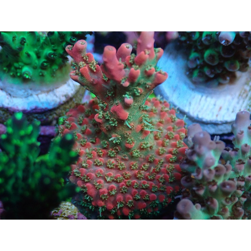 AQUACULTURED 'MALEFICENT' ACROPORA FRAG
