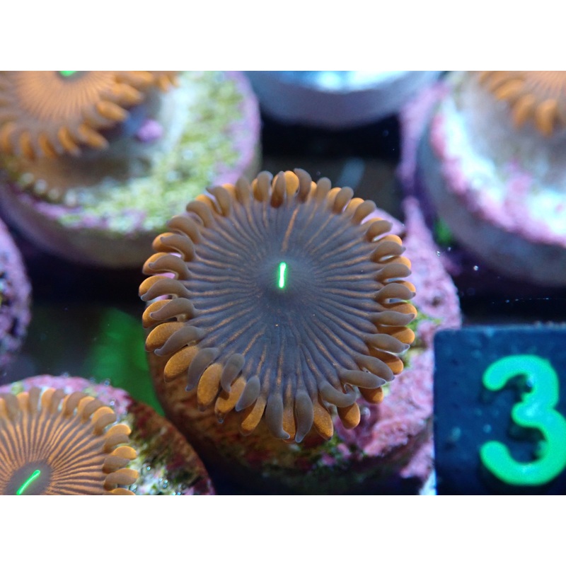 AQUACULTURED 'PURPLE PEOPLE EATER' ZOA FRAG