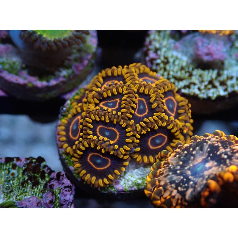 AQUACULTURED 'RED HORNET' ZOANTHID FRAG