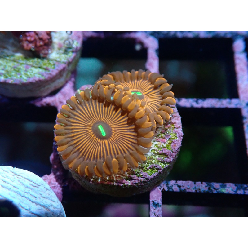 AQUACULTURED 'RED PEOPLE EATER' ZOA FRAG