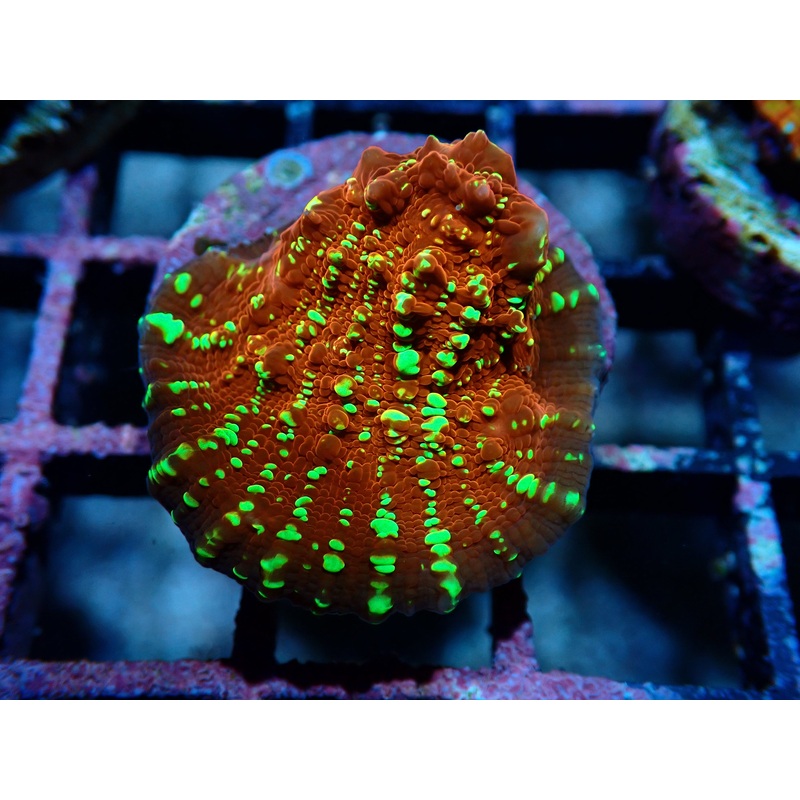 AQUACULTURED SR GOLD MEISTER CHALICE FRAG