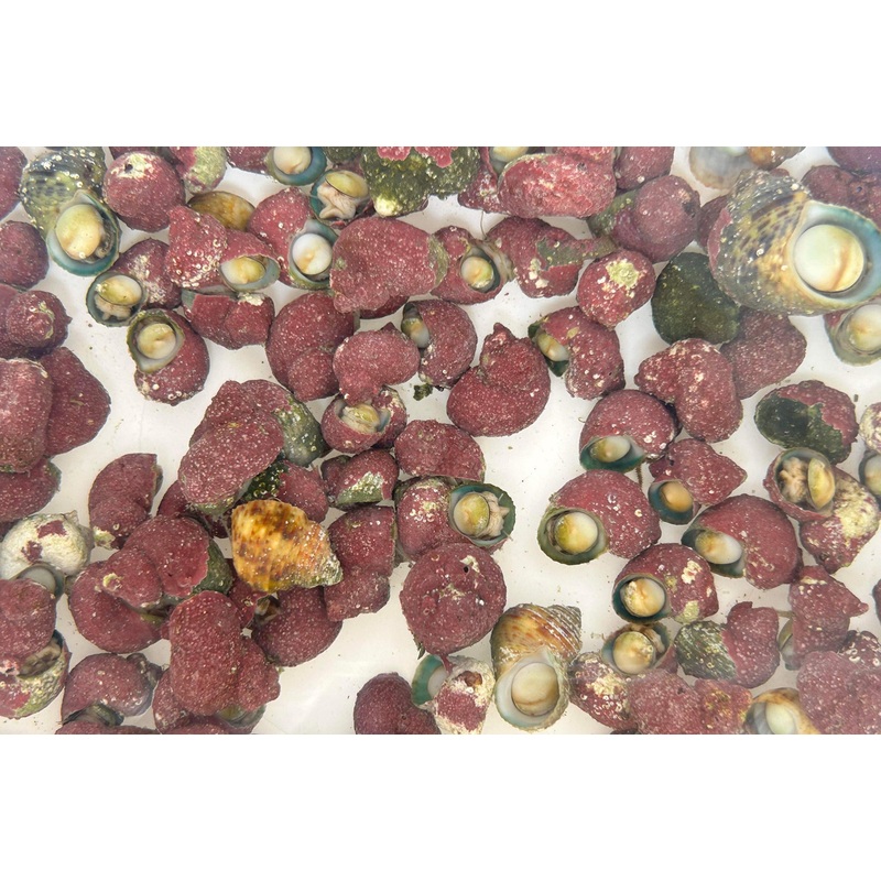 AQUACULTURED TURBO SNAILS