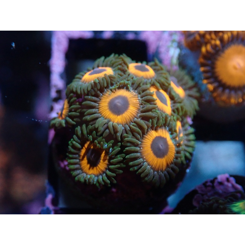 AQUACULTURED 'WHAMMIN WATERMELON' ZOA FRAG