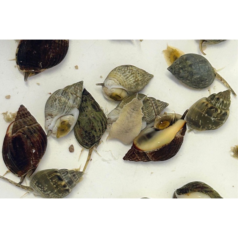 NASSARIUS ZOMBIE SNAIL