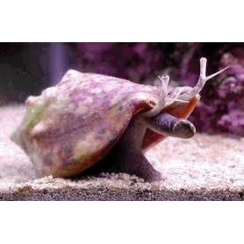 STROMB SNAIL