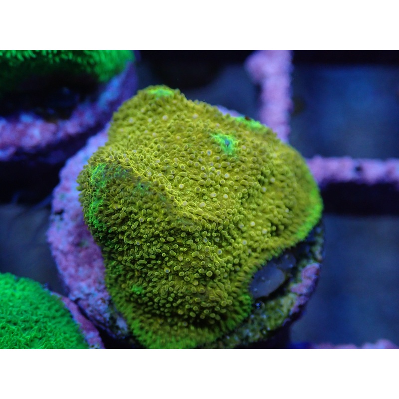 AQUACULTURED 2-TONE GOLD PSAMMOCORA FRAG