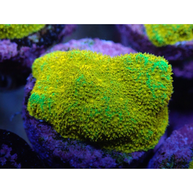 AQUACULTURED 24K GOLD WITH GFPI PSAMMOCORA