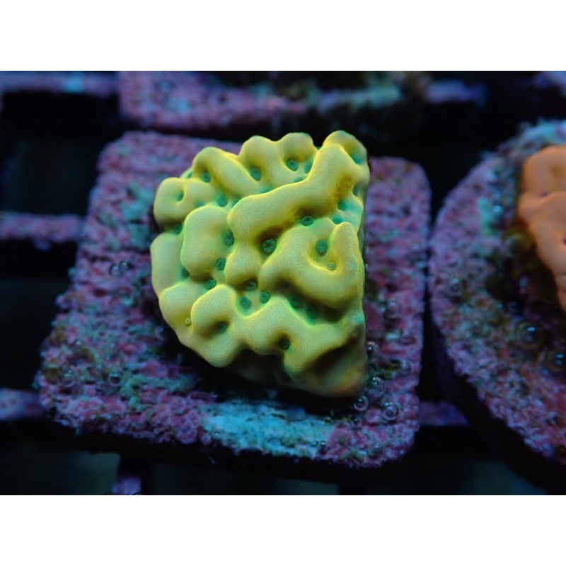 AQUACULTURED 'BEACH BUM' MONTIPORA UNDATA FRAG