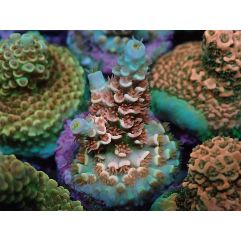 AQUACULTURED 'CHERRY BOMB' ACROPORA TENUIS FRAG