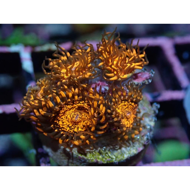 AQUACULTURED 'DARTH MAUL' ZOANTHID FRAG