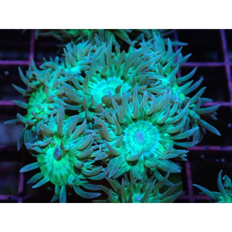 AQUACULTURED DUNCAN 5+ HEAD FRAG