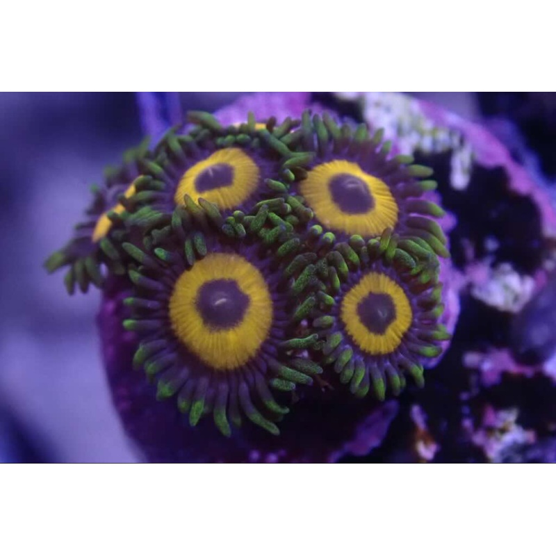 AQUACULTURED 'EAGLE EYE' ZOANTHID FRAG