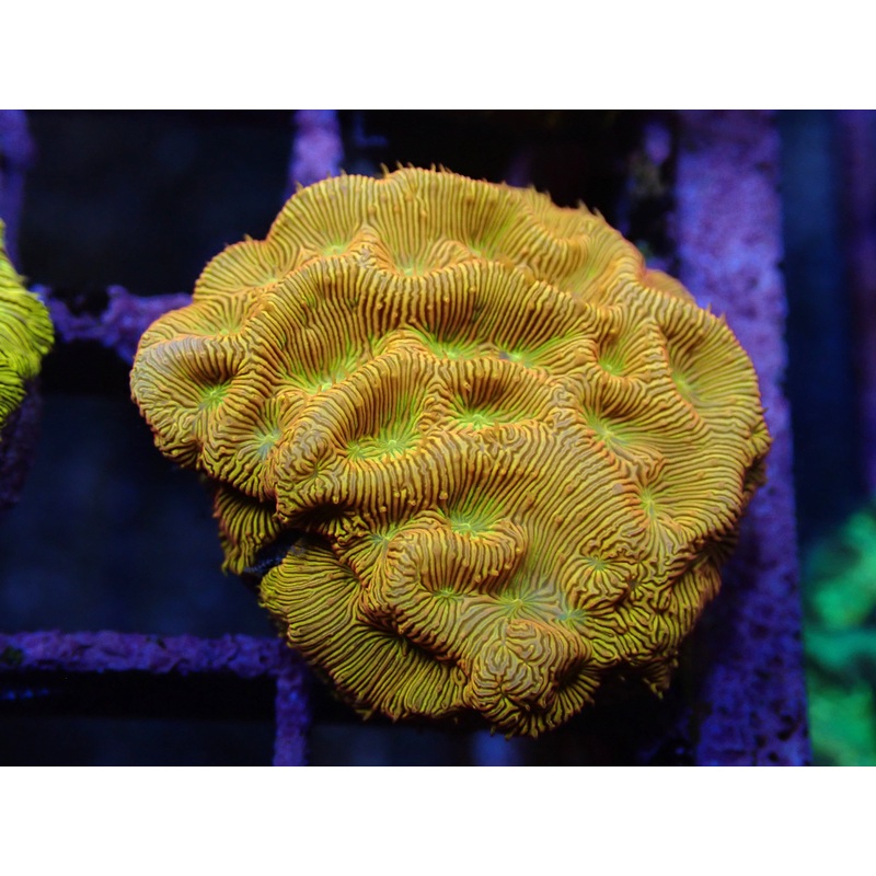 AQUACULTURED 'FAKE-O-LANTERN' LEPTOSERIS FRAG