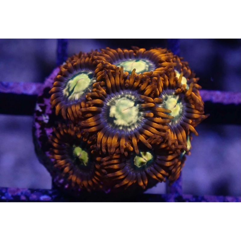 AQUACULTURED 'FLAMING SUNS' ZOANTHID FRAG