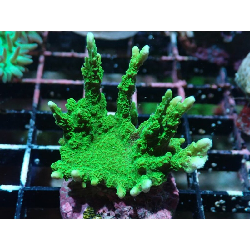AQUACULTURED GREEN MONTIPORA STELLATA FRAG
