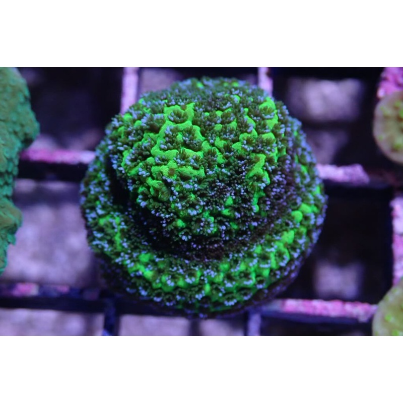 AQUACULTURED 'GREEN MYSTIC' MONTIPORA FRAG