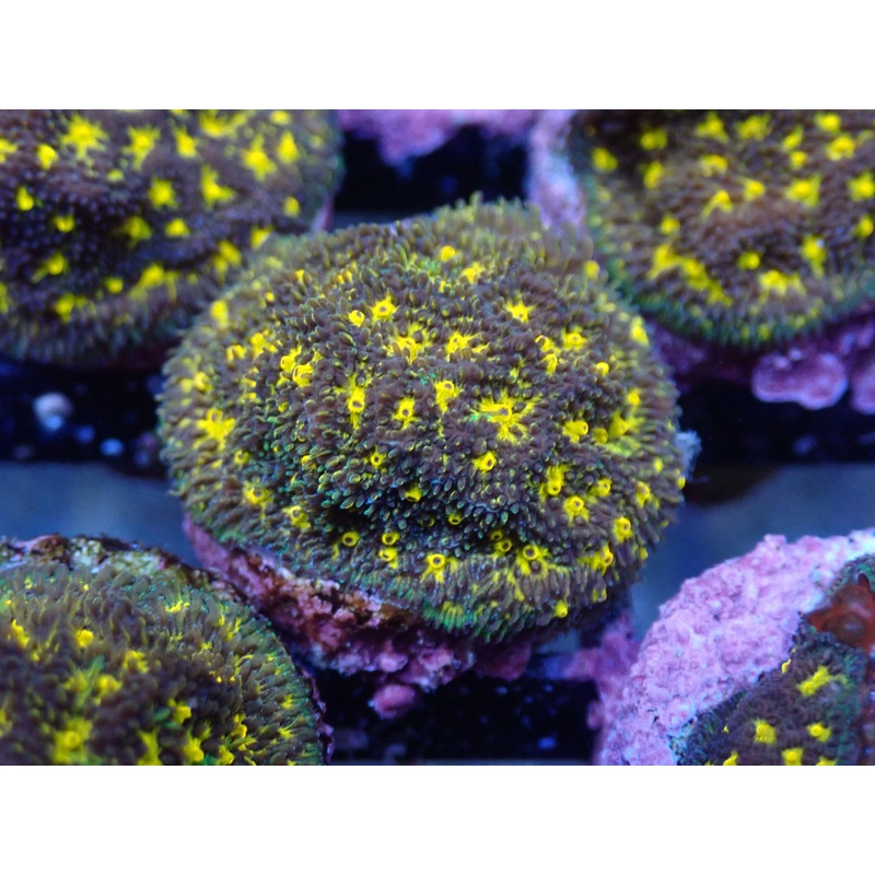 AQUACULTURED 'OUTER SPACE' PSAMMOCORA FRAG