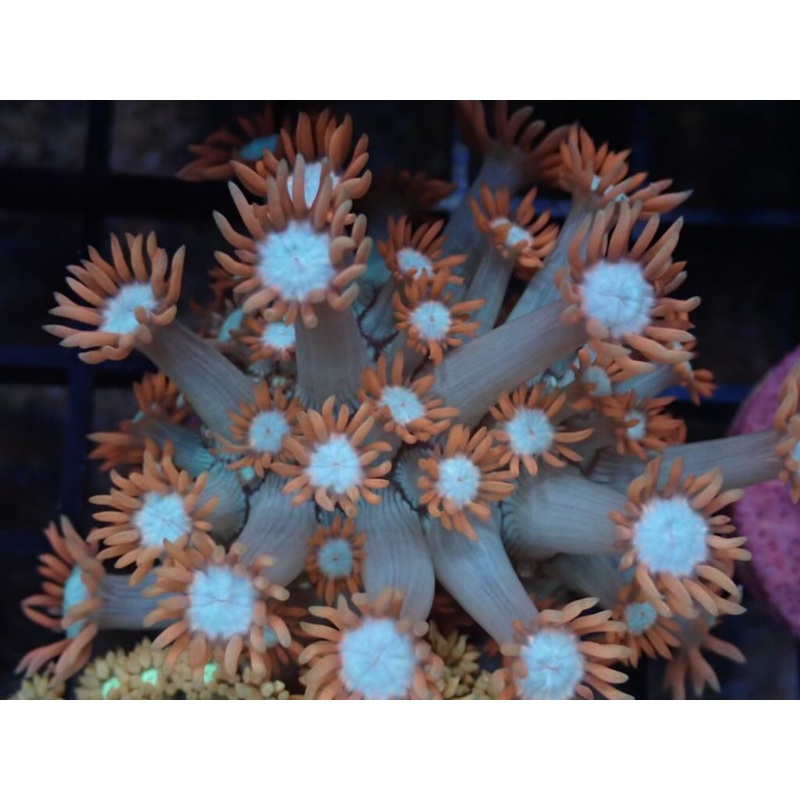 AQUACULTURED PINK FRILL BLUE STEM GONIOPORA FRAG