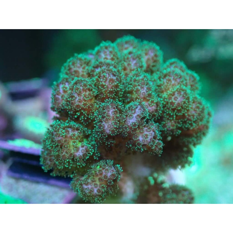 AQUACULTURED POCILLOPORA FRAG