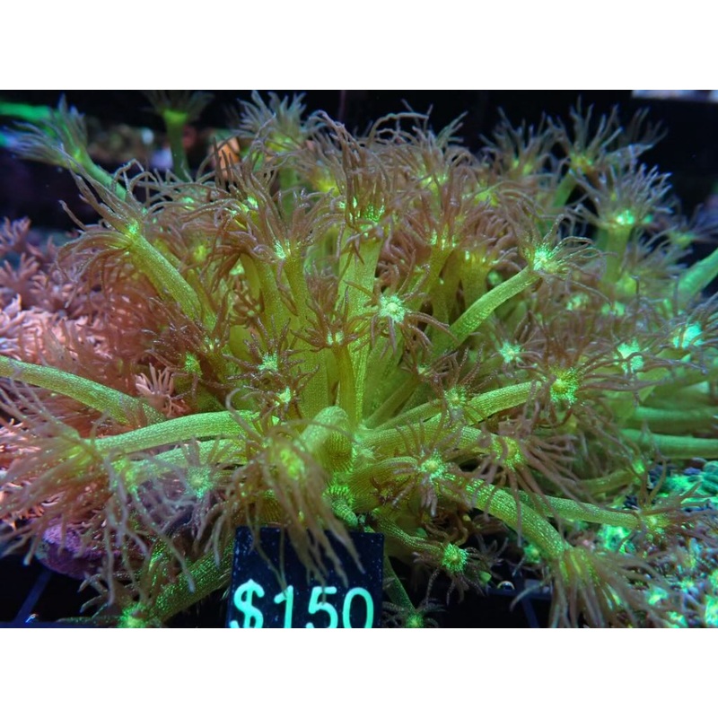 AQUACULTURED PURPLE TIP GREEN GLITTER GONIOPORA