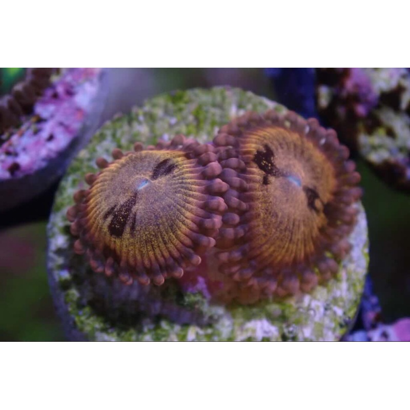 AQUACULTURED 'SAKURA SUNRISE' ZOA FRAG