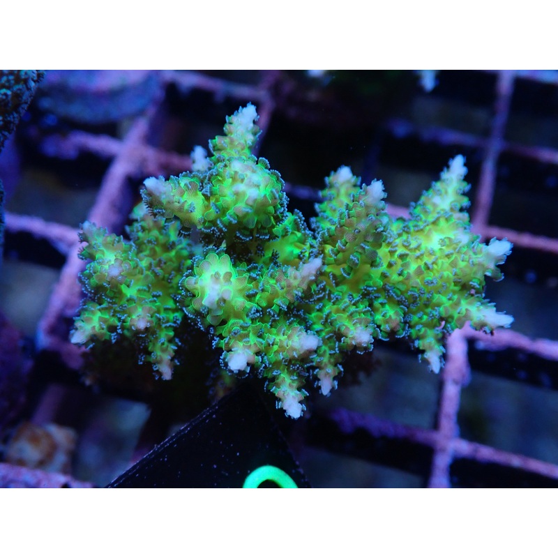 AQUACULTURED SERIATOPORA DENDRITICA FRAG - RARE