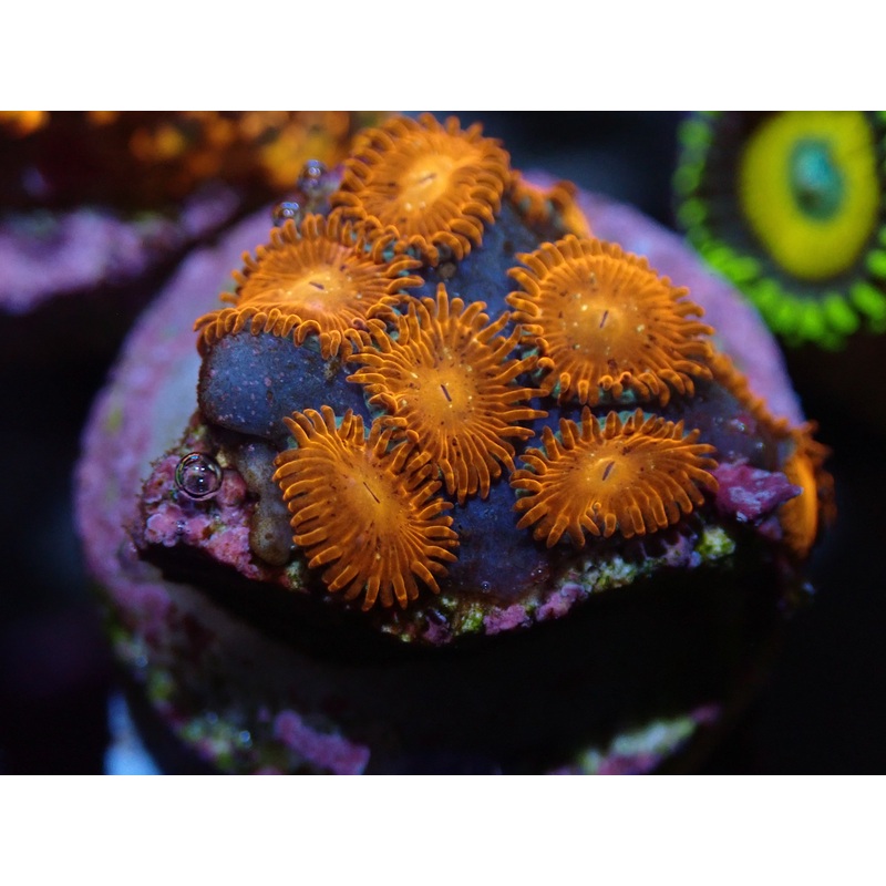 AQUACULTURED 'TRIPLE REDS' ZOANTHID FRAG