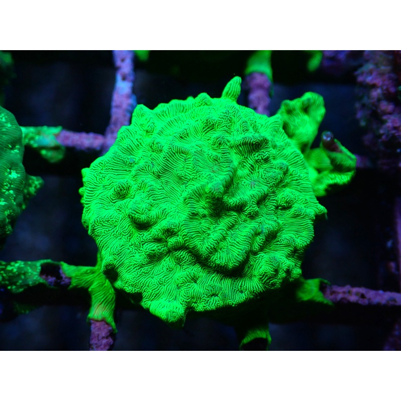AQUACULTURED ULTRA GREEN LEPTOSERIS FRAG