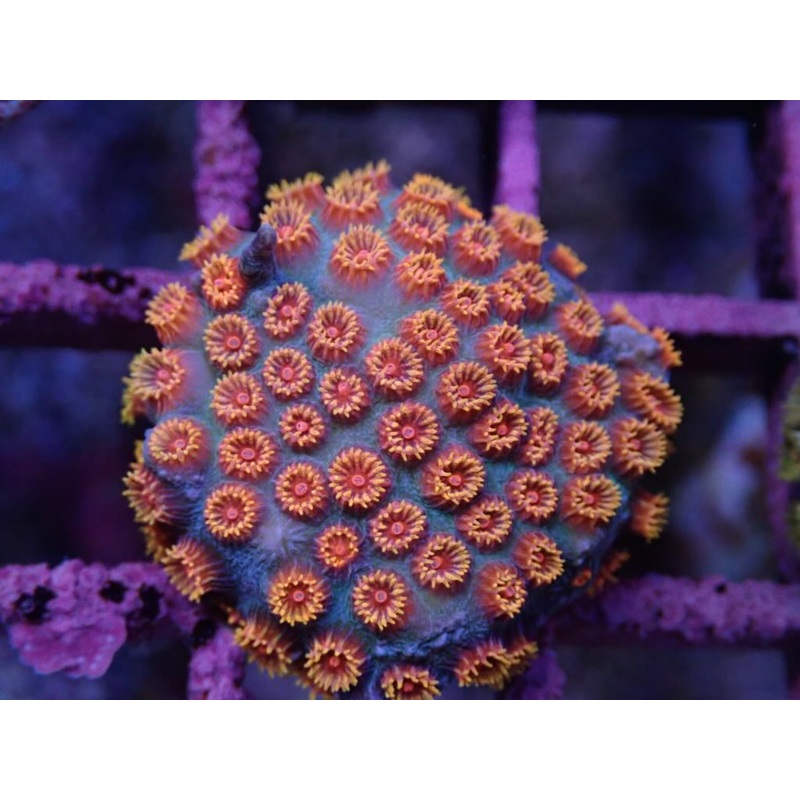 BIZARRO CYPHASTREA