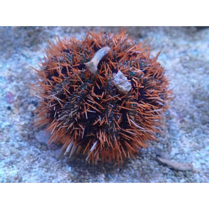 COLLECTOR URCHIN