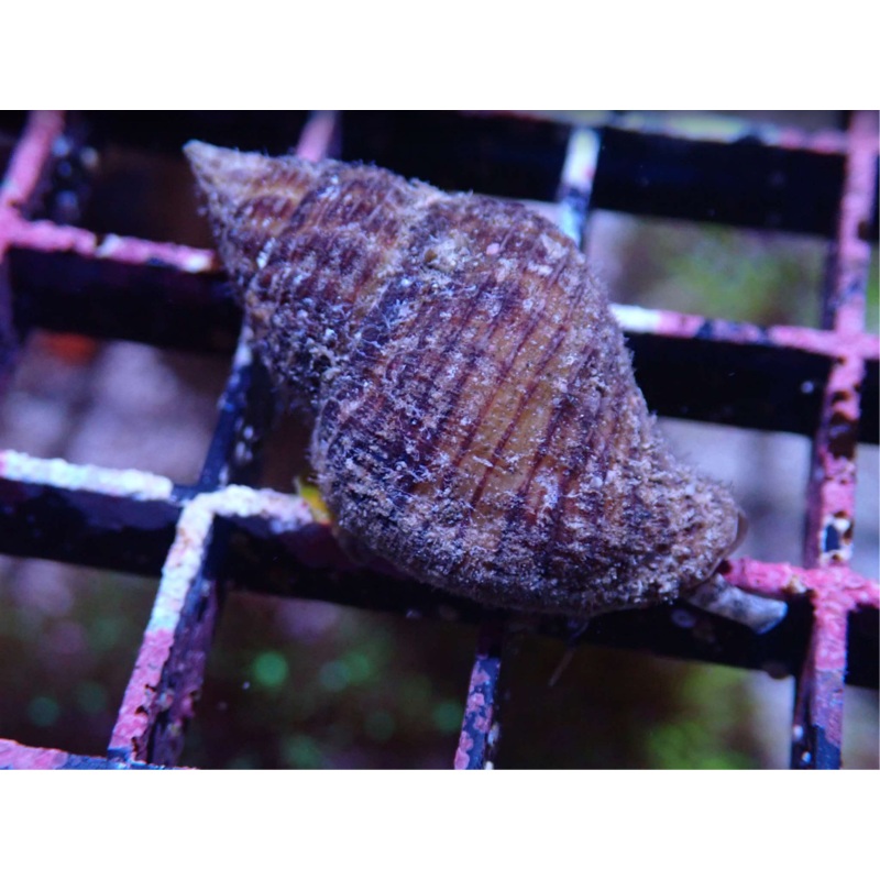 POLLIA VERMETID EATING SNAIL
