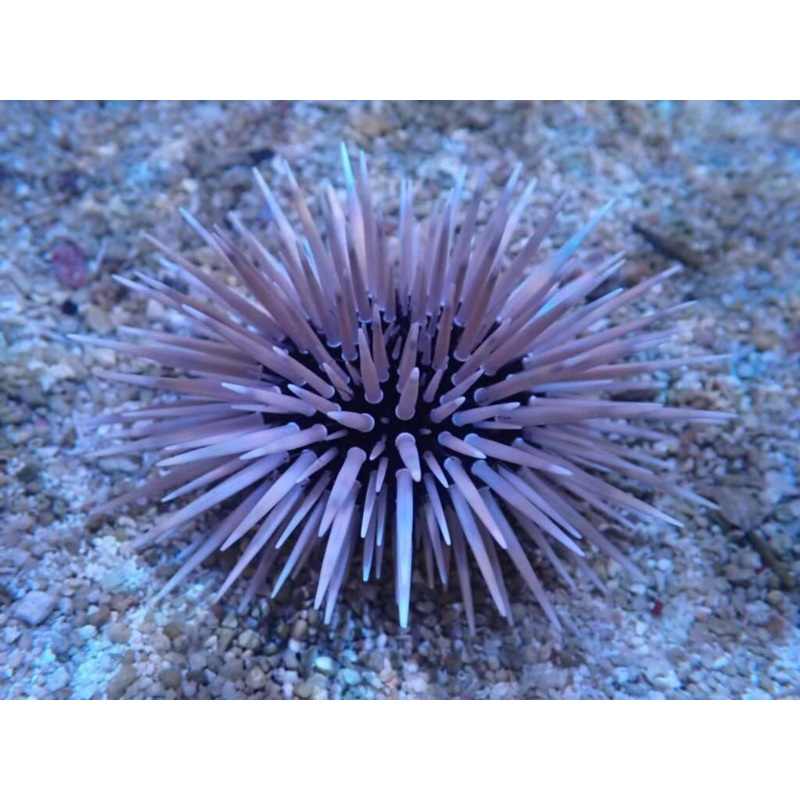SHORT SPINE URCHIN